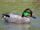 Falcated Duck (WWT Slimbridge May 2012) - pic by Nigel Key